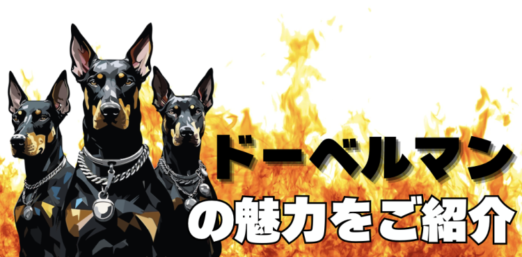 ドーベルマンの魅力をご紹介